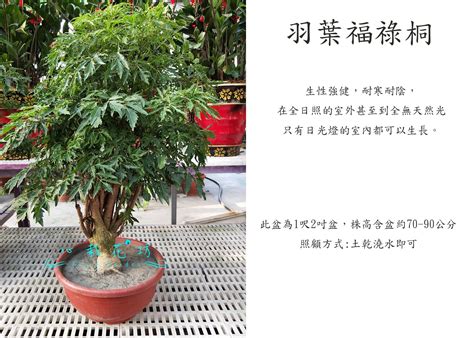 川七福祿桐風水|福祿桐風水指南：招財旺運的植物風水秘訣 